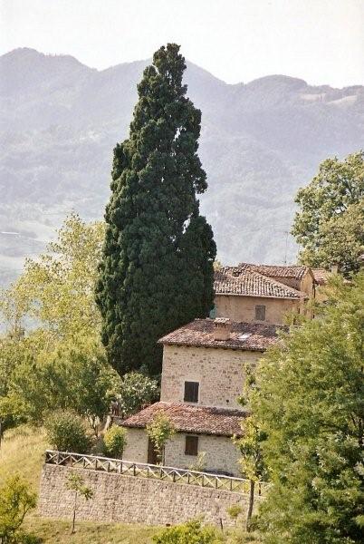 Il Cipresso della Scola di Vimignano (BO)